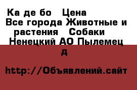 Ка де бо › Цена ­ 25 000 - Все города Животные и растения » Собаки   . Ненецкий АО,Пылемец д.